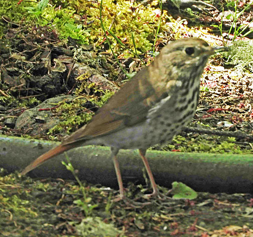 hermit thrush 2 small graphic